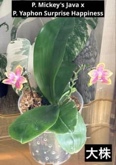 【希少・大株】胡蝶蘭　花茎3本 開花中 つぼみ付き ファレノプシス 原種交配種 希少・大株】胡蝶蘭 花茎3本 開花中 つぼみ付き ファレノプシス 原種