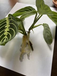 マランタ レウコネウラ レモンライム　　観葉植物　No1のサムネイル
