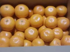 箱込2kg程度　越冬　温州蜜柑　宮川早生 小玉中心　愛知県産のサムネイル