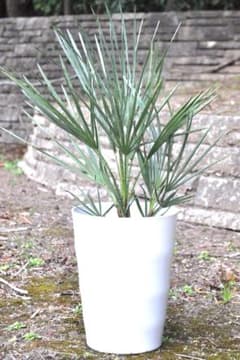 チャメロプス セリフェラ 7号 65cm - メルカリ