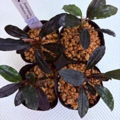 常*悟様 （２）Bucephalandra motleyana / Padawa 常*悟様 （2）Bucephalandra motleyana / Padawa - メルカリ