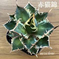 活着済み【オークション】特大 希少 アガべ チタノタ 赤猫錦 覆輪斑 TC