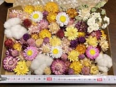 ドライフラワー ヘリクリサム コットン ミックス 花材のサムネイル