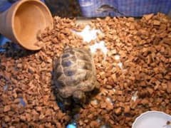 2S リクガメ用 床材 20リットル ハスクチップ ヤシガラ 爬虫類や