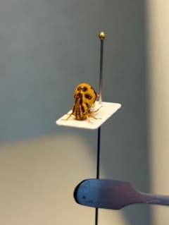 完璧髑髏】パンダヘルメットツノゼミ台紙貼 セミ ホタル 蛍 タマムシ