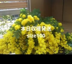 ミモザ フレッシュミモザ - メルカリ