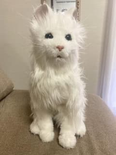 最終値下げ！！夢ねこ　プレミアム【販売終了品】のサムネイル