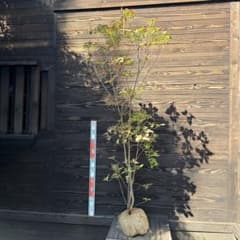 ミツバツツジ/大株【現品発送】管理80688 - メルカリ