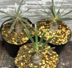 パキポディウム グラキリス　3株セット　①のサムネイル