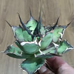 A005 特選アガベ チタノタ Hadesハデス恐竜牙歯陽炎狂棘極上大株