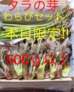 本日限定!! 天然 タラの芽 わらび 合計500ｇ以上 山菜 セット タラノメのサムネイル
