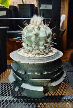 黒王丸 現地球カキコ（白棘 白肌）作家鉢付き 開花済 黒王丸 現地球カキコ（白棘 白肌）作家鉢付き 開花済 - メルカリ