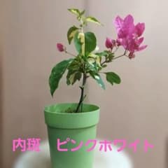 ブーゲンビリア斑入り No.310 らくらくメルカリ便発送‼️ - メルカリ