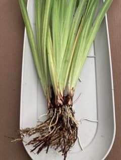 花菖蒲苗　ハナショウブ　3芽のサムネイル