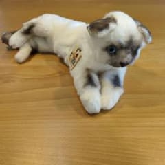 ドイツKOSEN社 ぬいぐるみ ねそべりネコ ヒマラヤン 約35cm - メルカリ