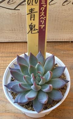 多肉植物　ミックスベリア　青鬼　おらいさん苗のサムネイル