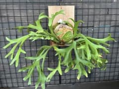 「現品」Mt.Kitshakoodキッチャクード　葉幅70cm　国内管理株② 現品」Mt.Kitshakoodキッチャクード 葉幅70cm 国内管理株② - メルカリ