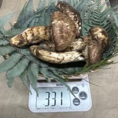 【クール便送料込み】①①和歌山県産松茸 331g 本日発送品のサムネイル