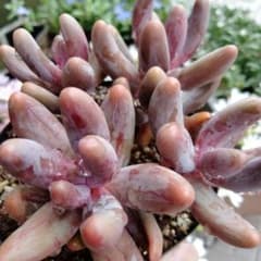 キャンディーグレープ錦　色錦　간주색금 Pachysedum Ganzhou キャンディーグレープ錦 Pachyphytum Ganzhou - メルカリ