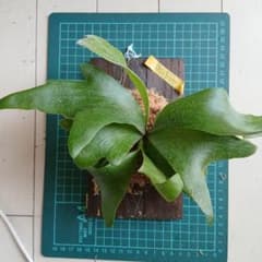 ビカクシダ板付け　BTSSのサムネイル