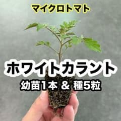 ホワイトカラント（マイクロトマト）幼苗1本 & 種5粒のサムネイル