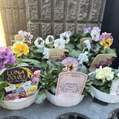 パンジー・ビオラ ミックス 8ポット - メルカリ