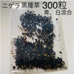 ニゲラ  青  白  混合300粒のサムネイル