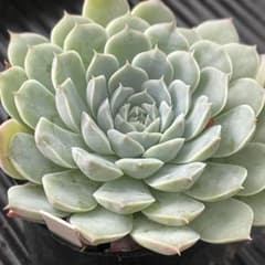 多肉植物 ホワイトタクスパン【抜き苗】 - メルカリ