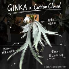 P.GINKA x Cotton Cloud 中〜親株サイズ P.GINKA x Cotton Cloud 中〜親株サイズ - メルカリ