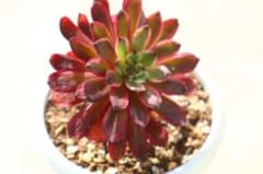 アエオニウム・紫露仙子 - メルカリ