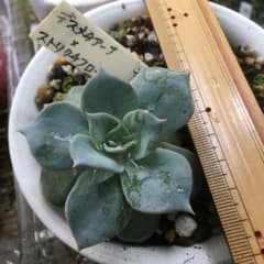多肉植物 抜き苗のサムネイル
