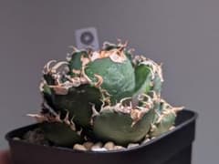 チタノタ「紅獅」ボール状 発根活着済 タグ鉢付き 赤チタ - メルカリ