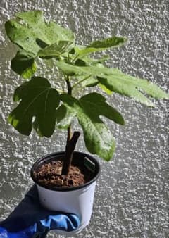 イチジク ゴールドフィグ 挿し木苗 無花果 - メルカリ