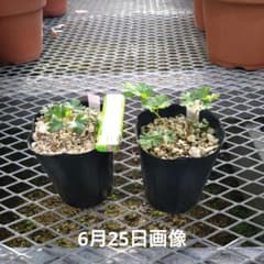 山野草 キリギシソウ キタダケソウ 2個セット9B - メルカリ