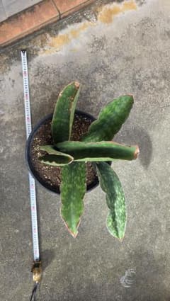 希少品種 サンセベリアドラゴンキング - メルカリ