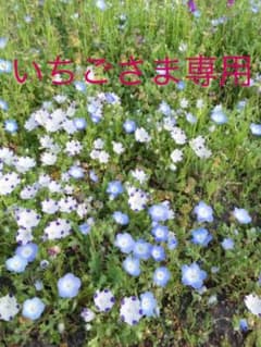 いちごさま専用のサムネイル