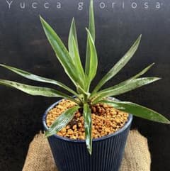 Yucca gloriosa 