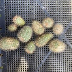 サボテン　花森丸　10個のサムネイル