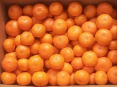 箱込8kg程度　ご家庭用　温州蜜柑　小玉中心　宮川早生　愛知県産のサムネイル