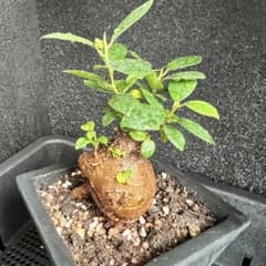 観葉植物 ガジュマル 抜き苗 - メルカリ