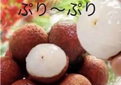 ライチ 種子 栽培用 3粒のサムネイル
