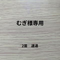 ミックスベリア *いばら時計* おらいさん苗のサムネイル