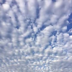専用 セルゼノ(傷あり1枚)のサムネイル