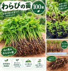 짚의 모종 100 그루 산채 묘목 가정채원