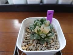 ハオルチア 粉黛錦 20のサムネイル