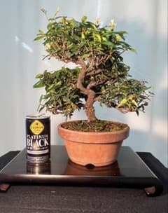 チリメンカズラ　古木　棚も沢山作れて花咲いてます。 チリメンカズラ 古木 棚も沢山作れて花も咲いてます。 - メルカリ