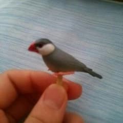 文鳥 イヤホンジャックのサムネイル