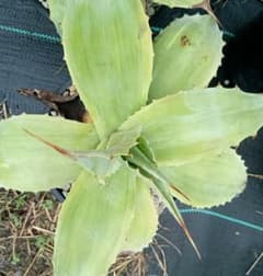 アガベ オバティフォリア 斑入り パリー パラサナ モンタナ