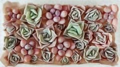 多肉植物　ラブリーローズ・桃の卵カット苗セット②のサムネイル