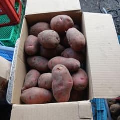 北海道日高産レッドムーン 約5キロのサムネイル